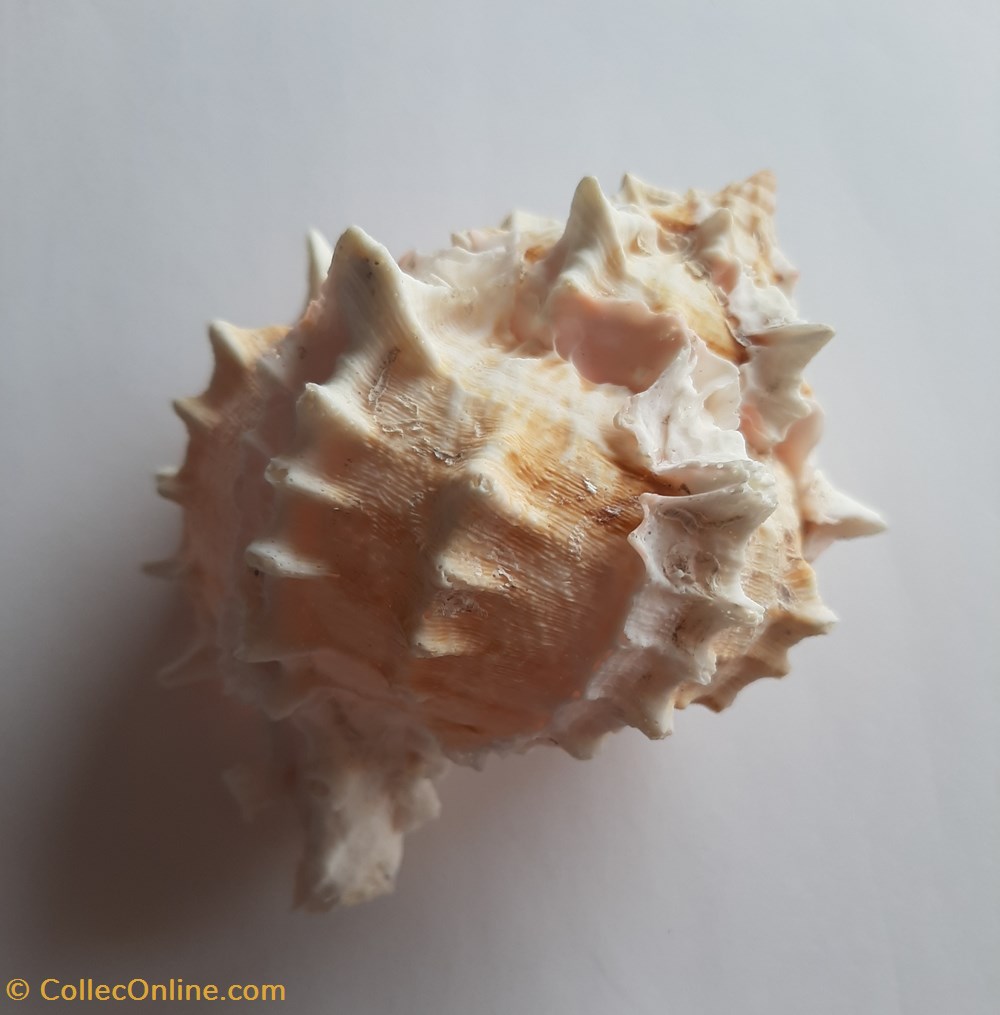 conchas fosiles gastropoda phytionotus erythrostomus