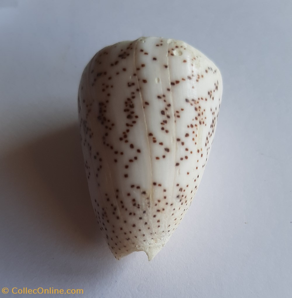 Conus arenatus conchas y fosiles conus arenatus