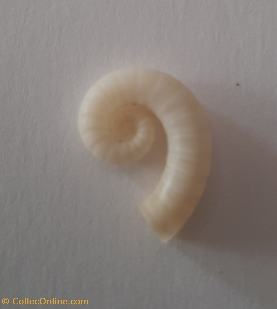 Spirula Spirula conchas y fosiles invertebrados spirula spirula