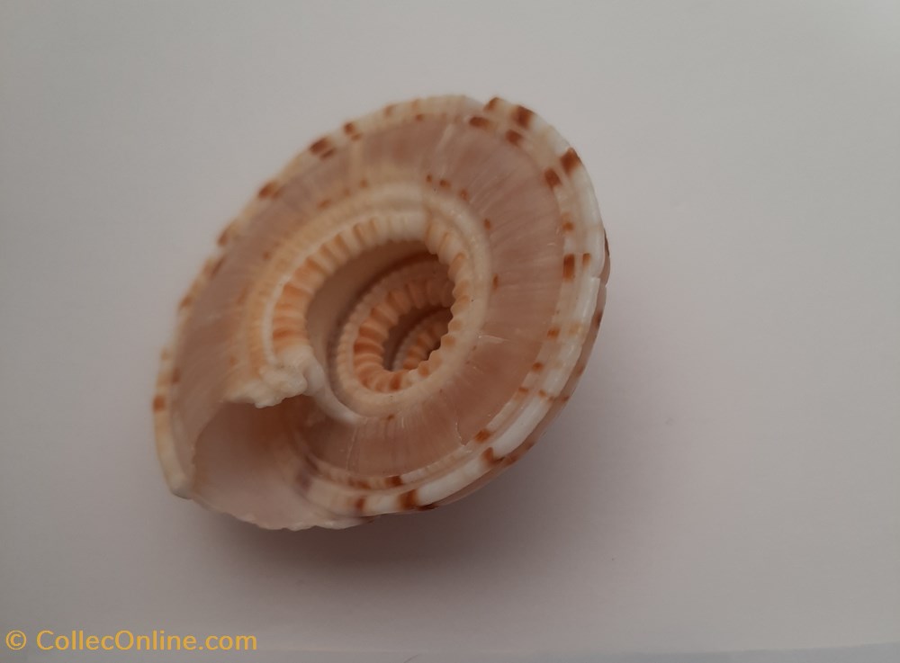Architectonica Nobilis conchas y fosiles gastropoda architectonica nobilis