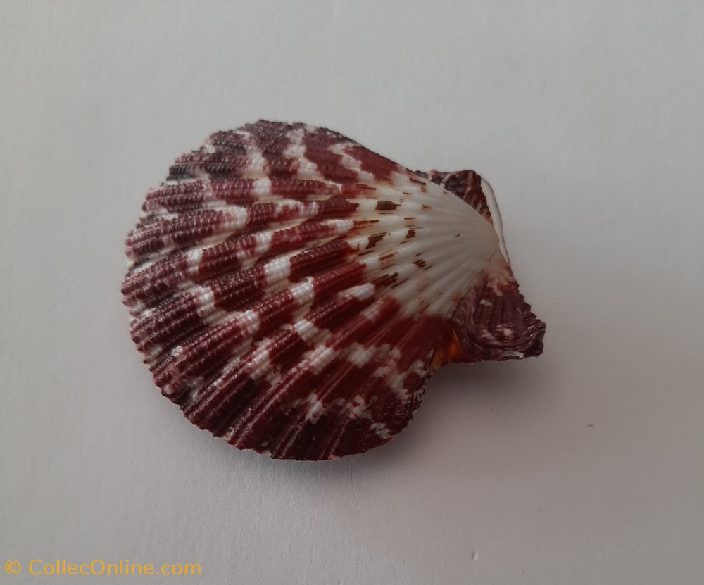 Gloripallum Pallum conchas y fosiles bivalvia gloripallum pallum