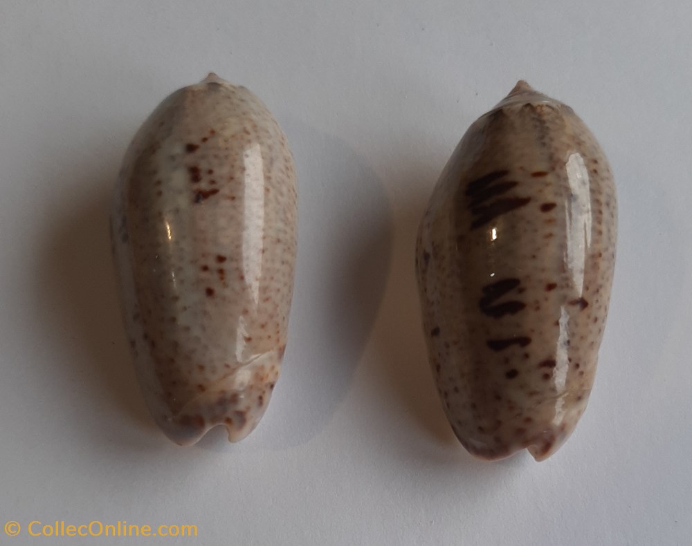 Oliva incrassata conchas y fosiles gastropoda oliva incrassata