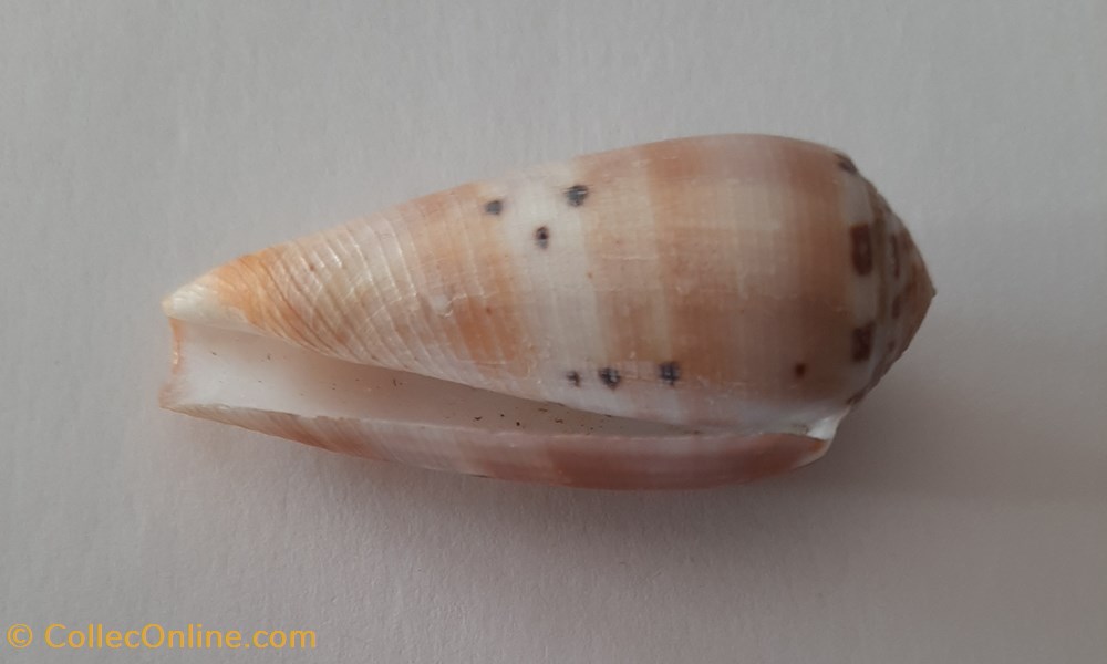 Conus Circumcisus conchas y fosiles gastropoda conus circumcisus
