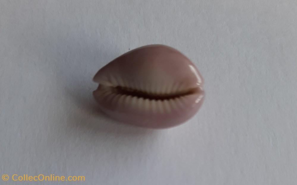 conchas fosiles gastropoda cypraea poraria