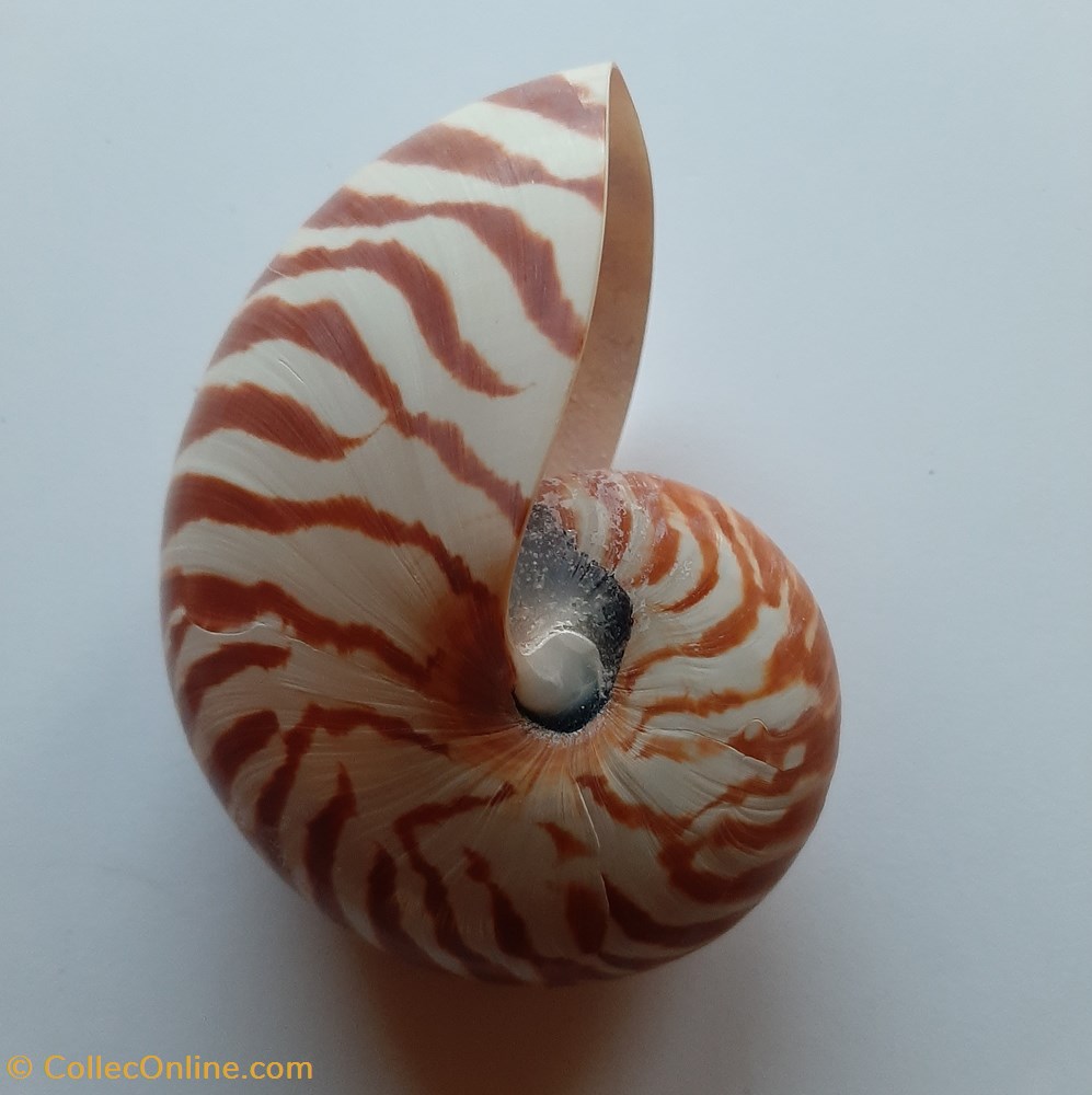 Nautilus Pompilus conchas y fosiles cephalopoda nautilus pompilus