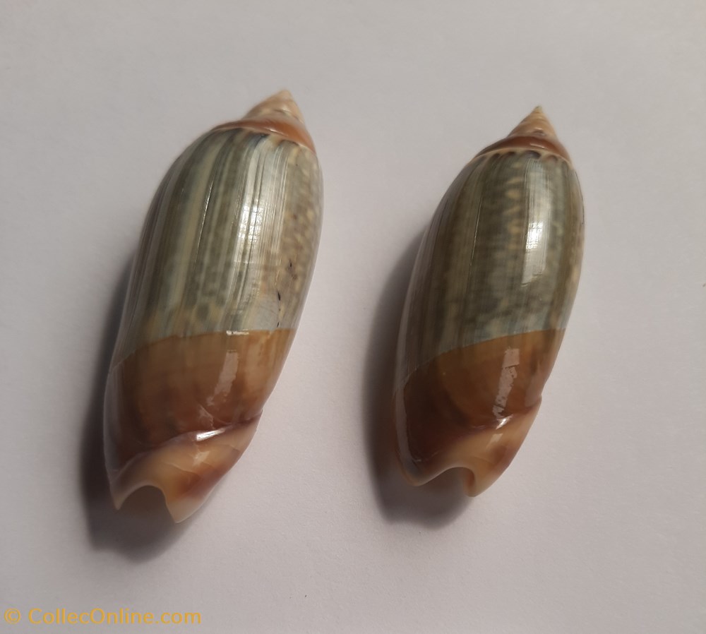 conchas y fosiles gastropoda agaronia java