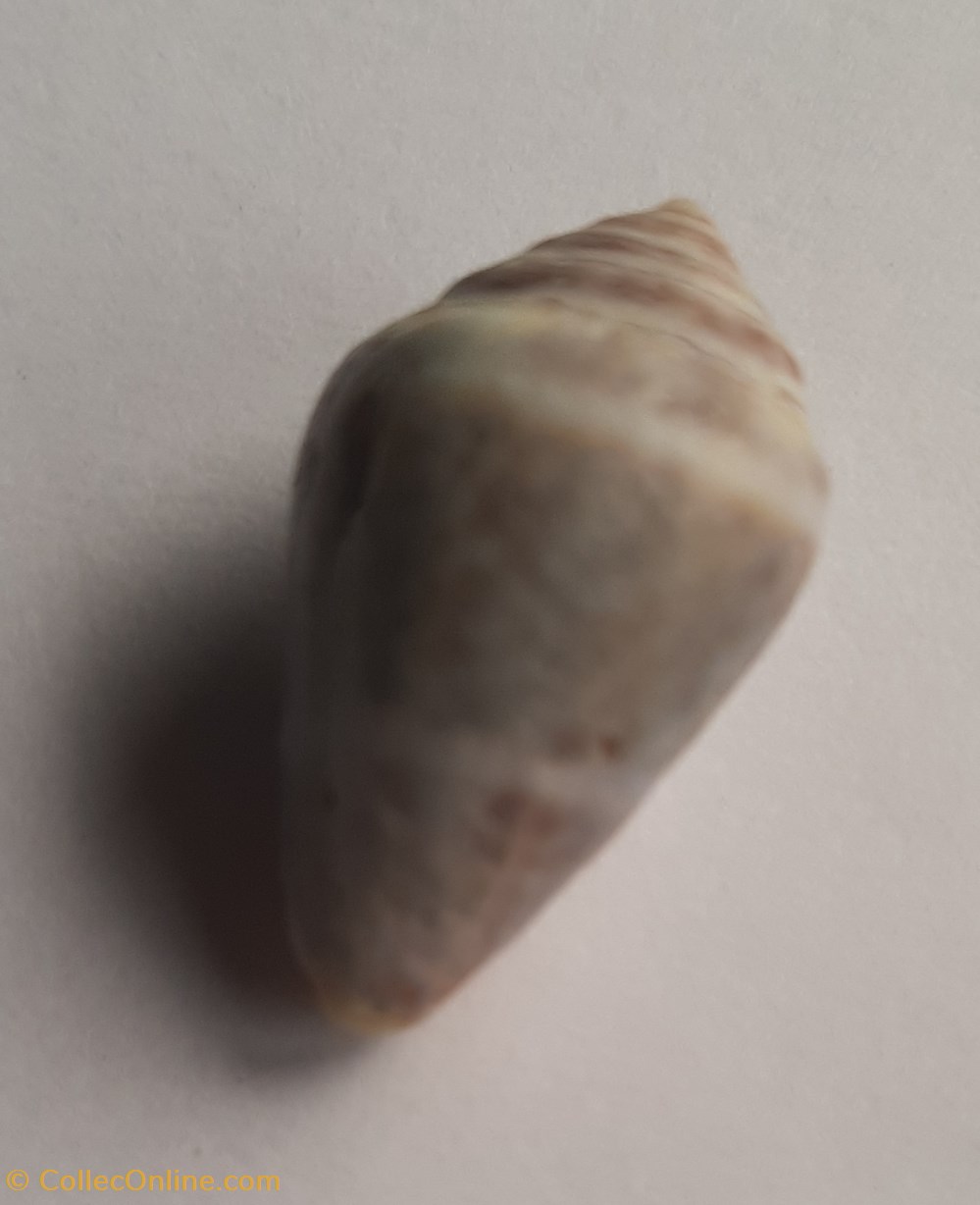 Conus mediterraneus conchas y fosiles gastropoda conus mediterraneus
