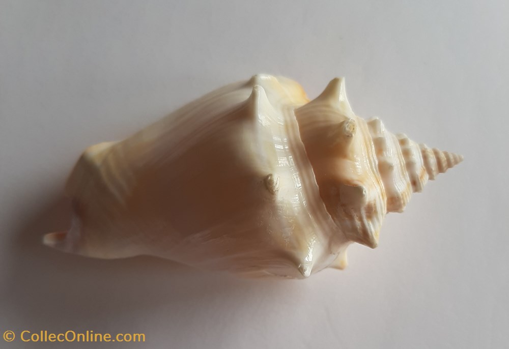 conchas y fosiles gastropoda strombus alatus