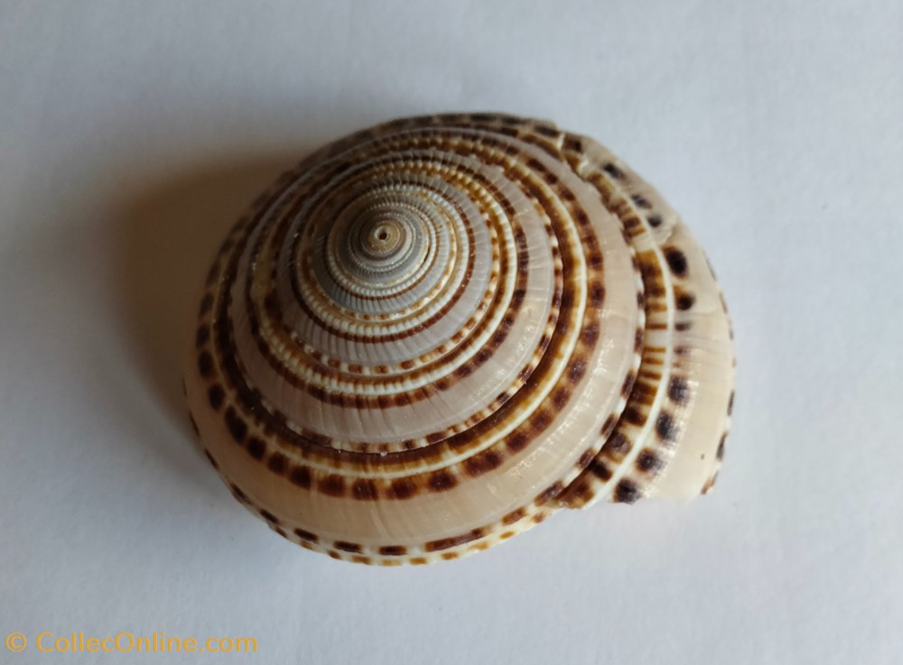 Architectonica trochelaris conchas y fosiles gastropoda architectonica trochelaris