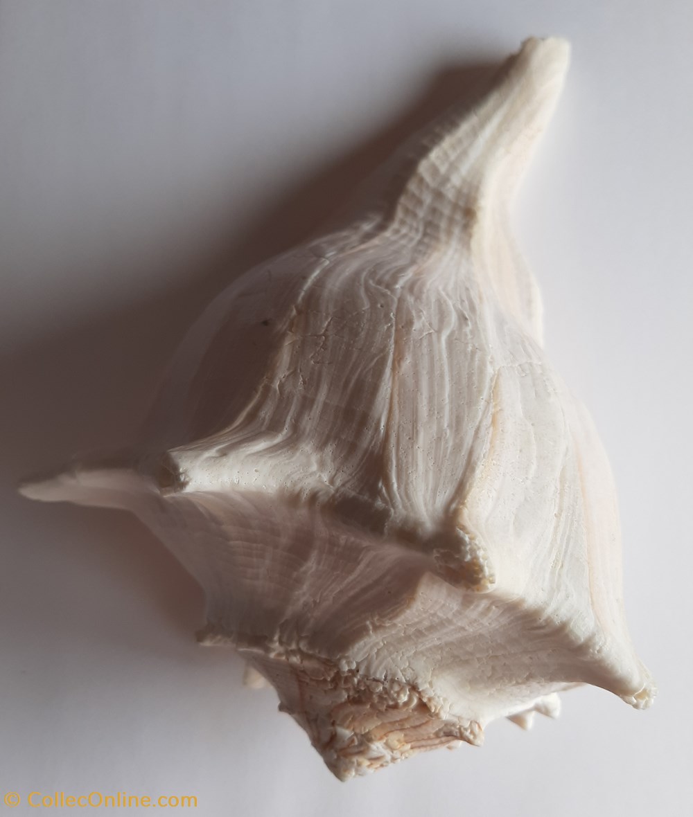 conchas y fosiles gastropoda busicon contrarium