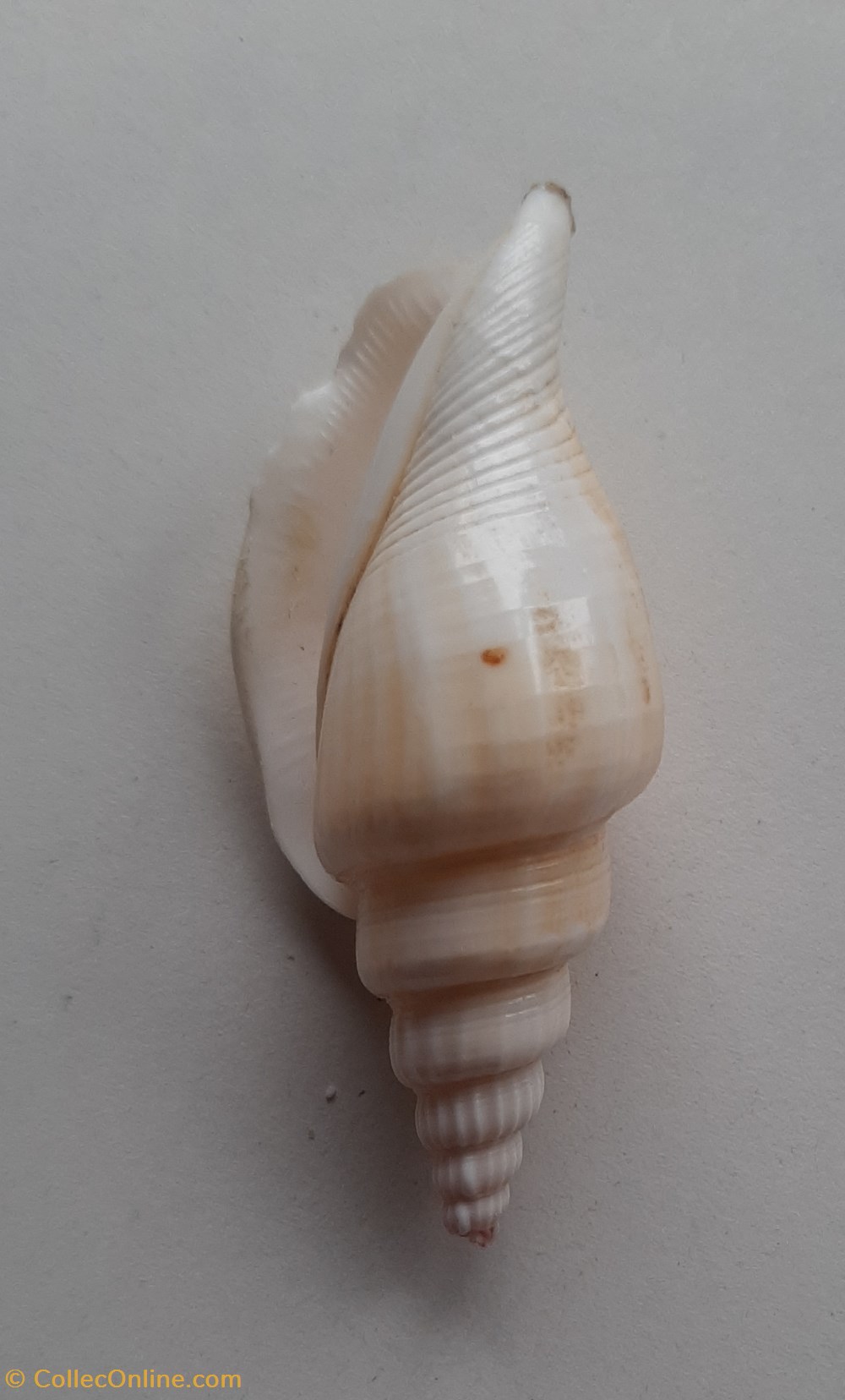 Strombus vittatus conchas y fosiles gastropoda strombus vittatus