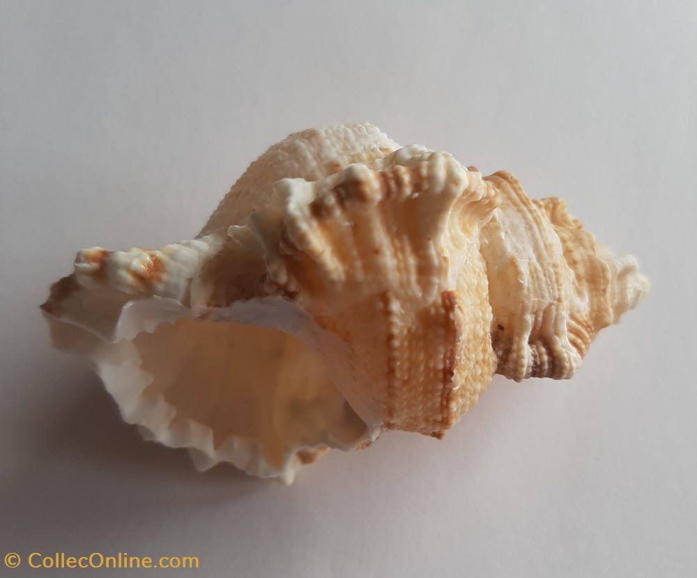 conchas fosiles gastropoda bursa tutufa oyamai