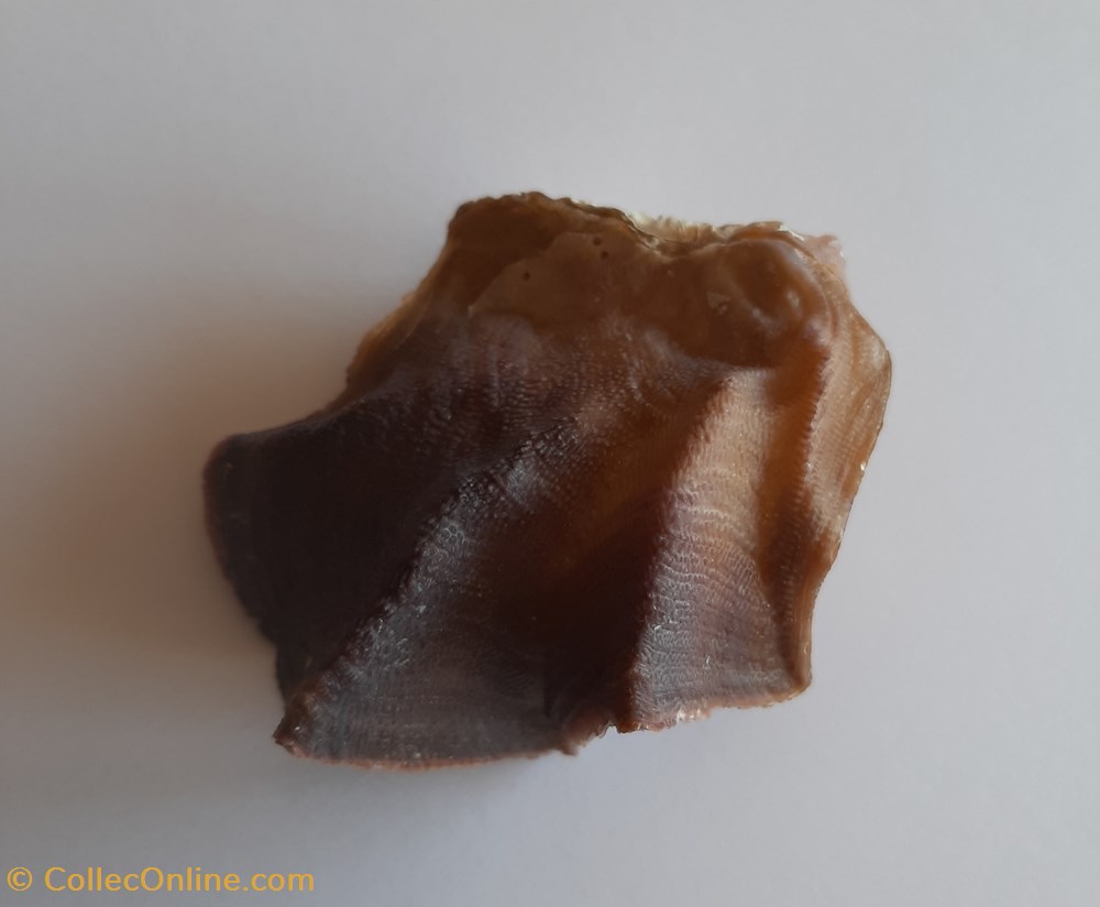 Lopha Cristagalli conchas y fosiles bivalvia lopha cristagalli