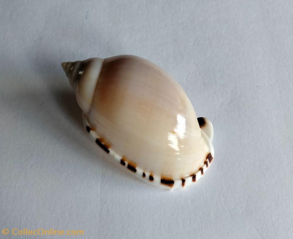 Casmaria erinaceus conchas y fosiles gastropoda casmaria erinaceus