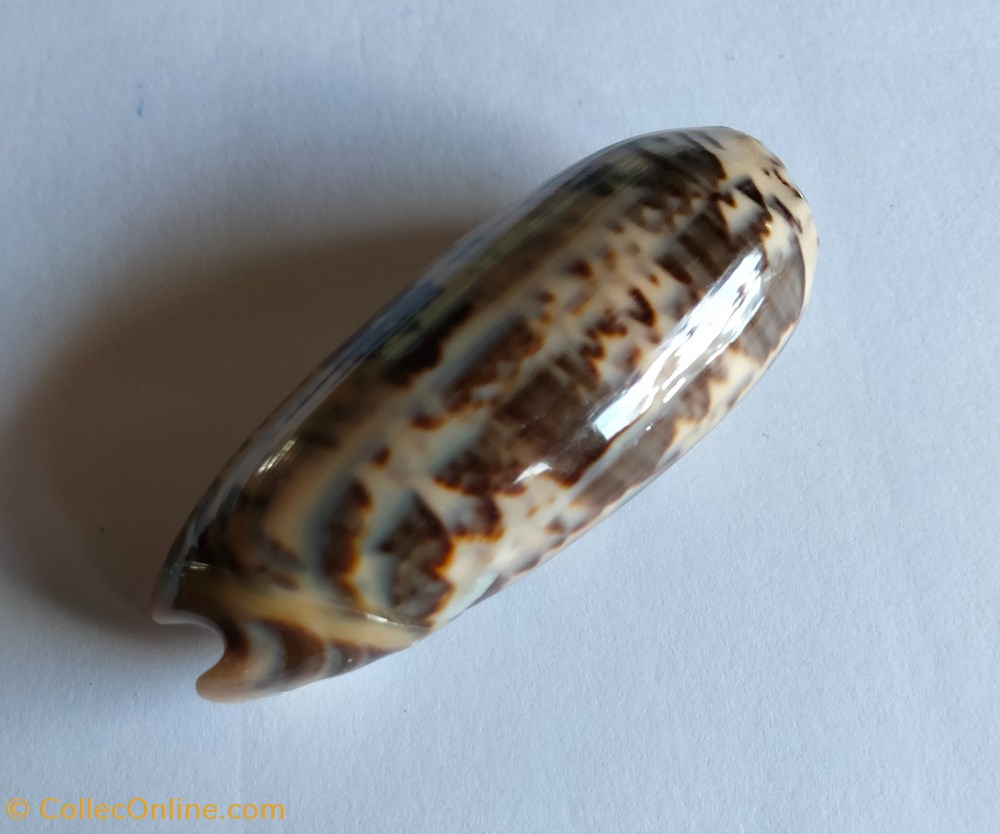 Oliva ornata conchas y fosiles gastropoda oliva ornata