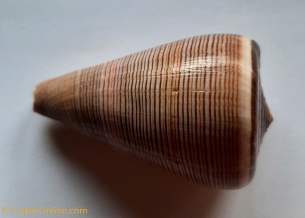 Conus Figulinus conchas y fosiles gastropoda conus figulinus