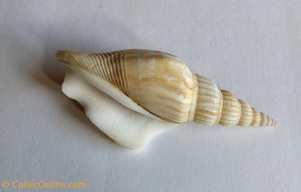 Doxander operosus conchas y fosiles gastropoda doxander operosus