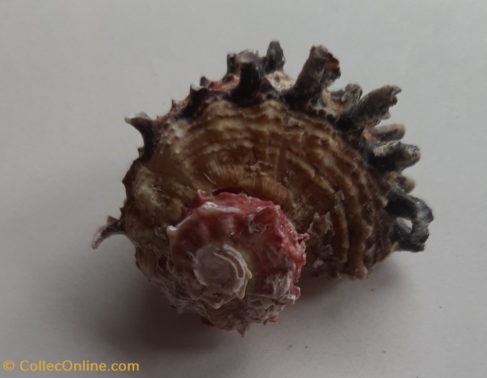 Angaria poppei conchas y fosiles gastropoda angaria poppei
