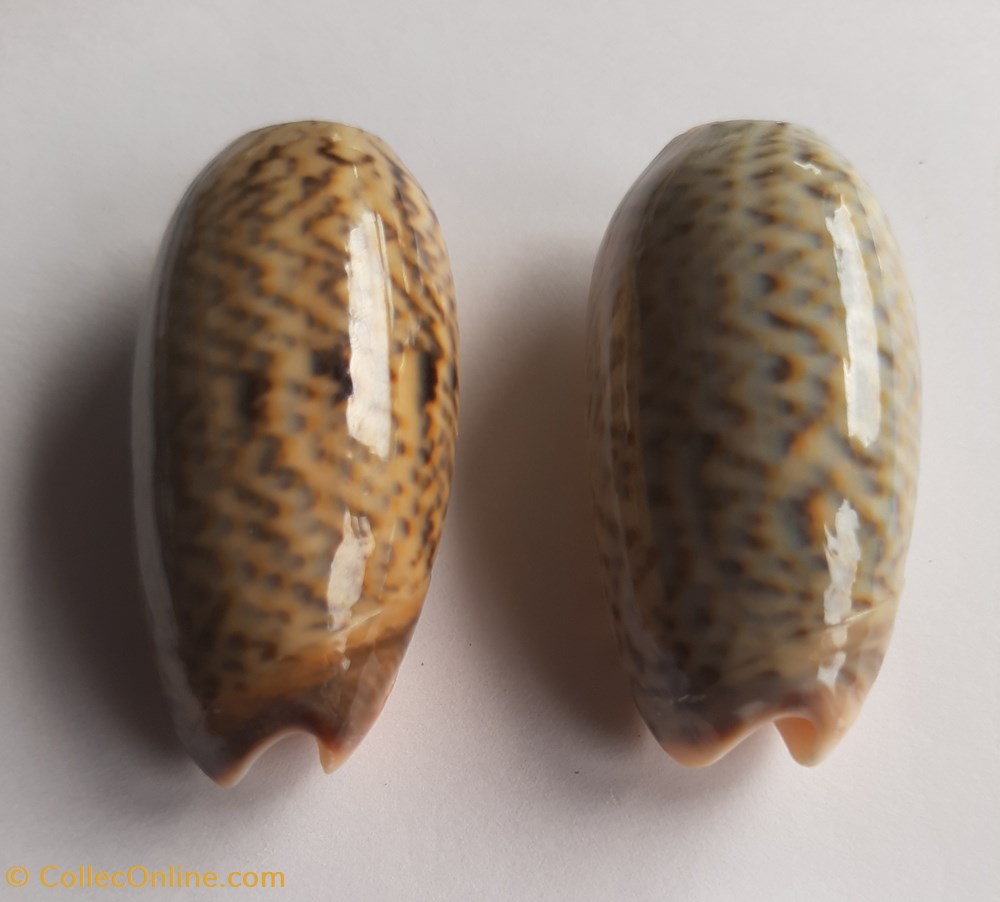 Oliva elegans conchas y fosiles gastropoda oliva elegans