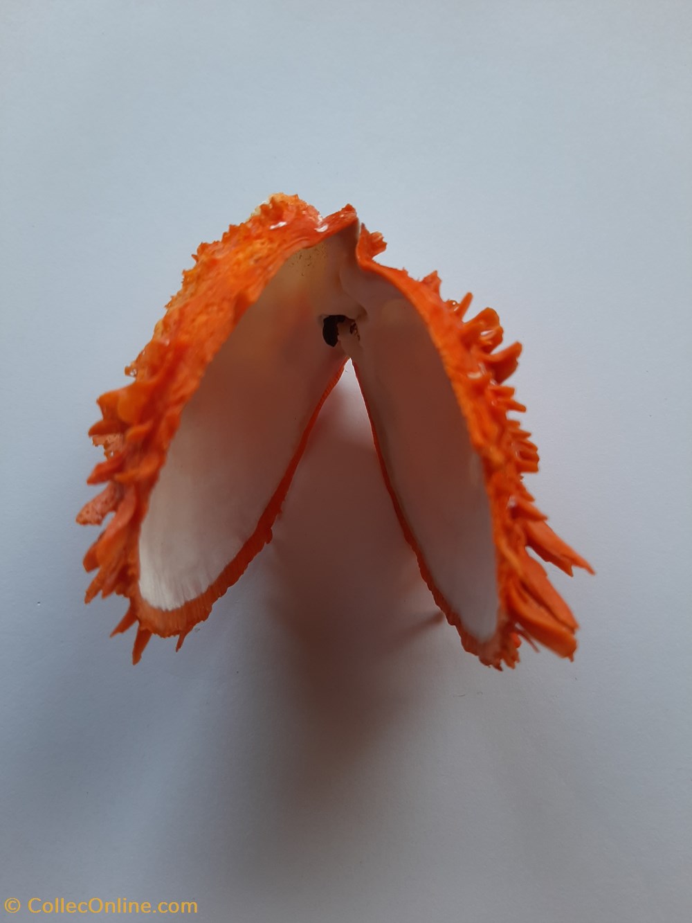 Spondylus gaederopus conchas fosiles bivalvia spondylus gaederopus