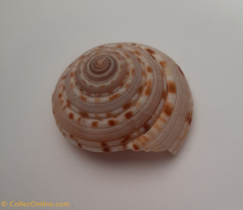 Architectonica Nobilis conchas y fosiles gastropoda architectonica nobilis
