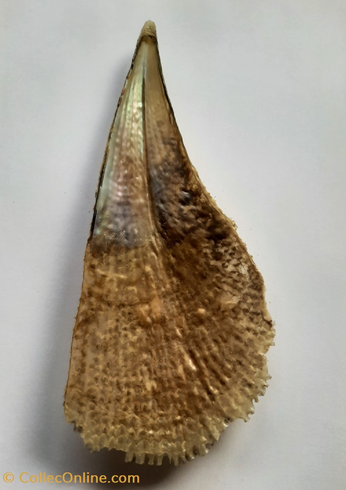 Pinna Nobilis (nacra) conchas y fosiles bivalvia pinna nobilis nacra