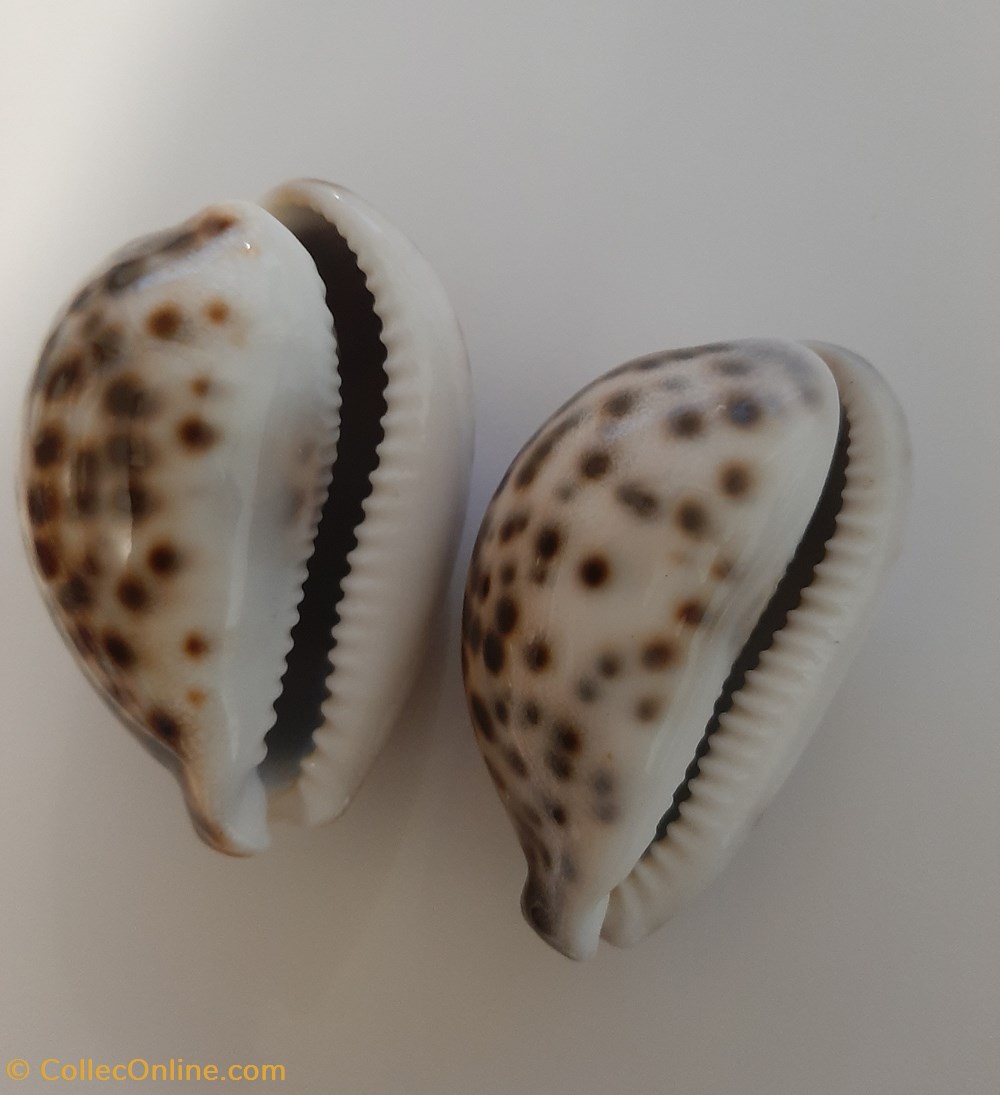 conchas fosiles gastropoda cypraea tigris