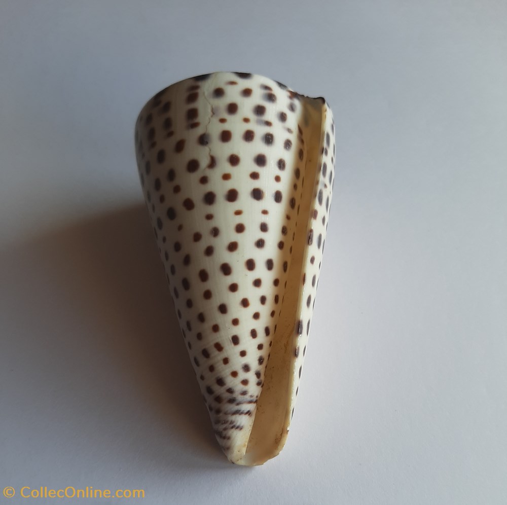 Conus leopardus conchas y fosiles conus leopardus