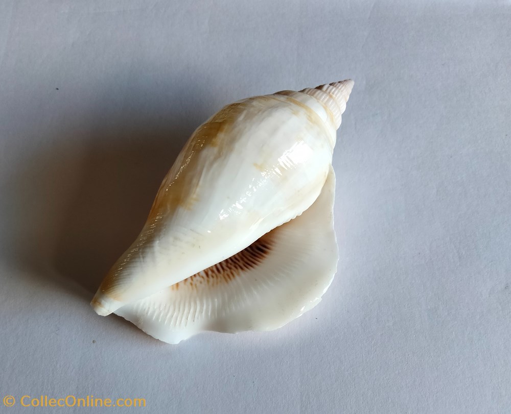 conchas y fosiles gastropoda dolomena dilatata
