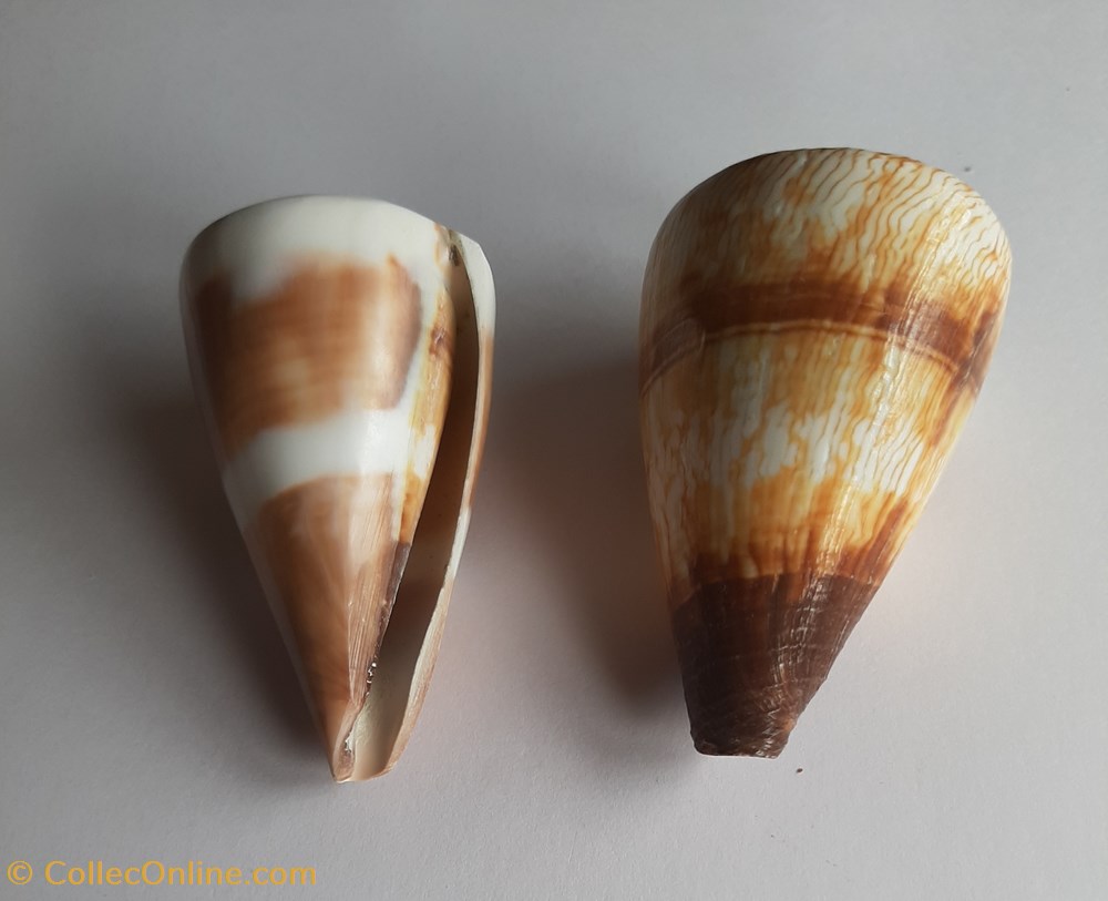 Conus miles conchas y fosiles conus miles