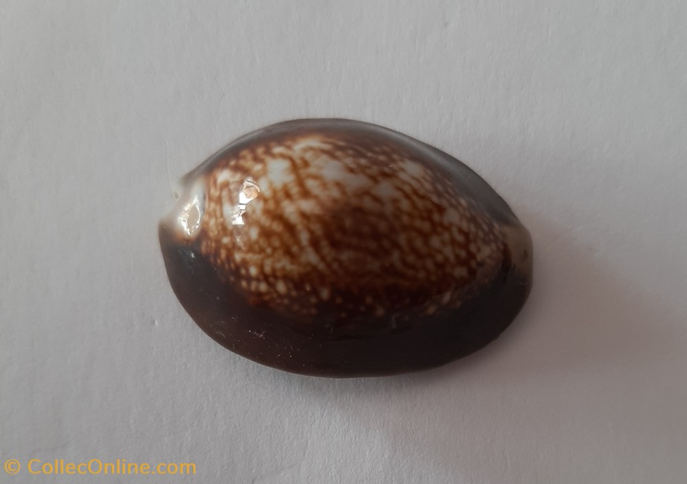conchas fosiles gastropoda cypraea caputserpentis