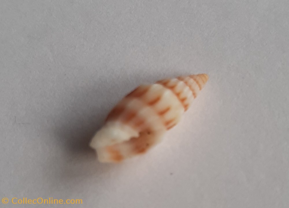 Vexilium michaui conchas y fosiles gastropoda vexilium michaui