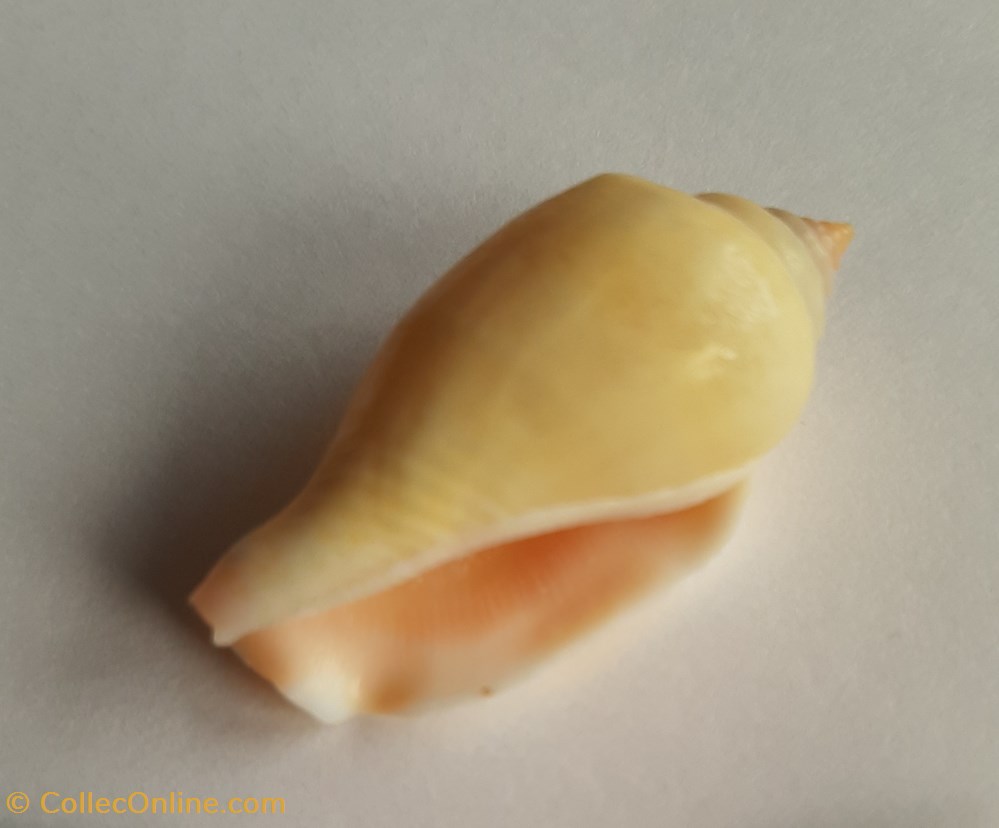 Strombus mutabilis conchas y fosiles gastropoda strombus mutabilis