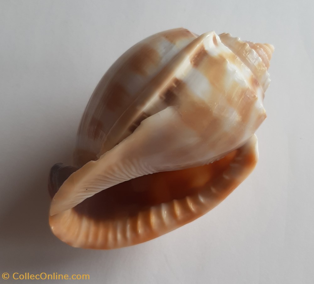 Phalium bandatum conchas y fosiles gastropoda phalium bandatum