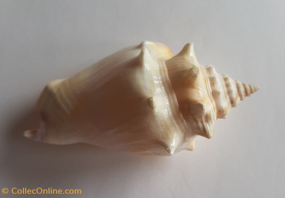 Strombus alatus conchas y fosiles gastropoda strombus alatus