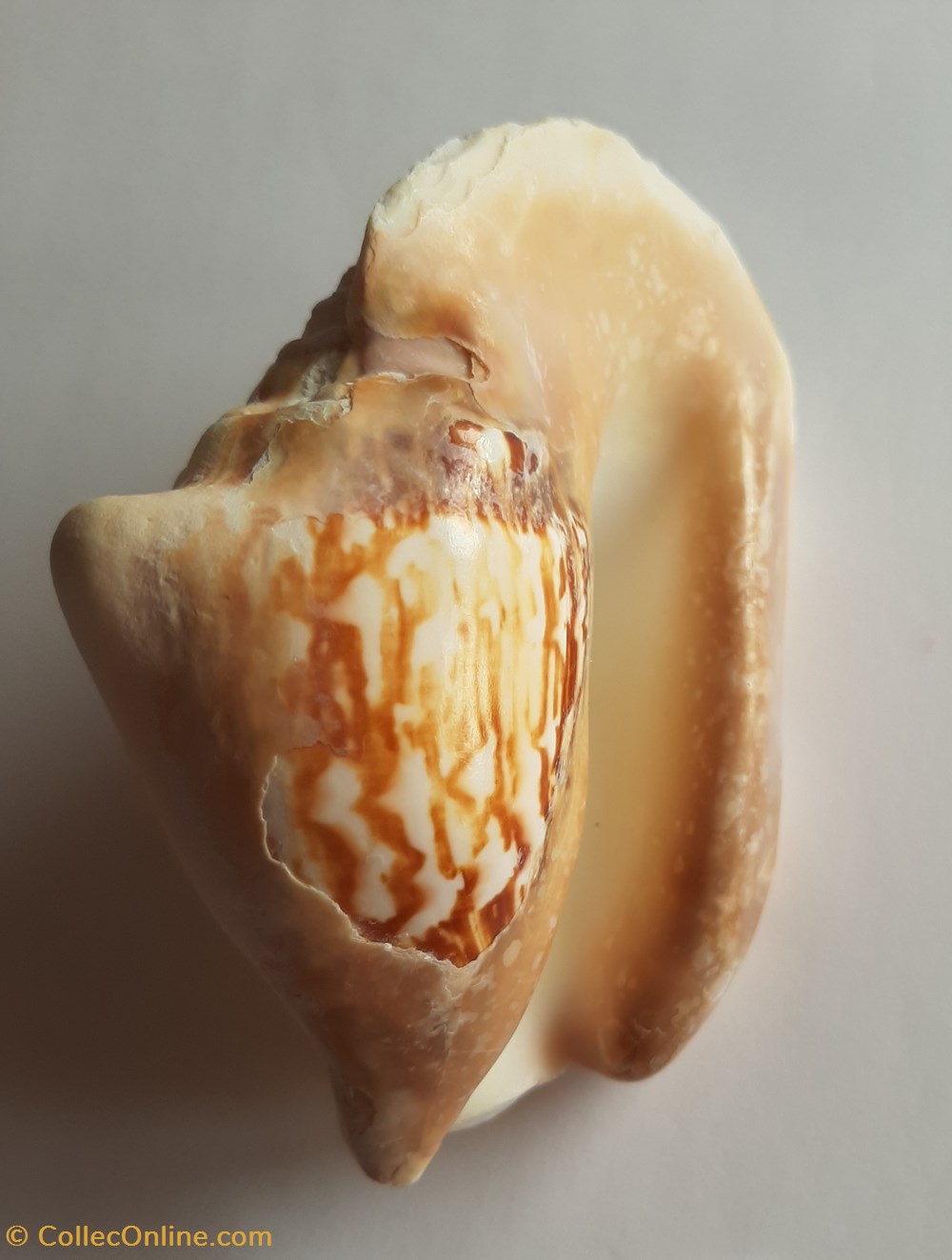 Strombus latissimus conchas y fosiles gastropoda strombus latissimus