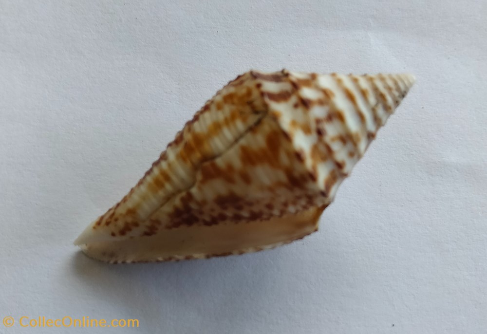 conchas y fosiles gastropoda conus australis