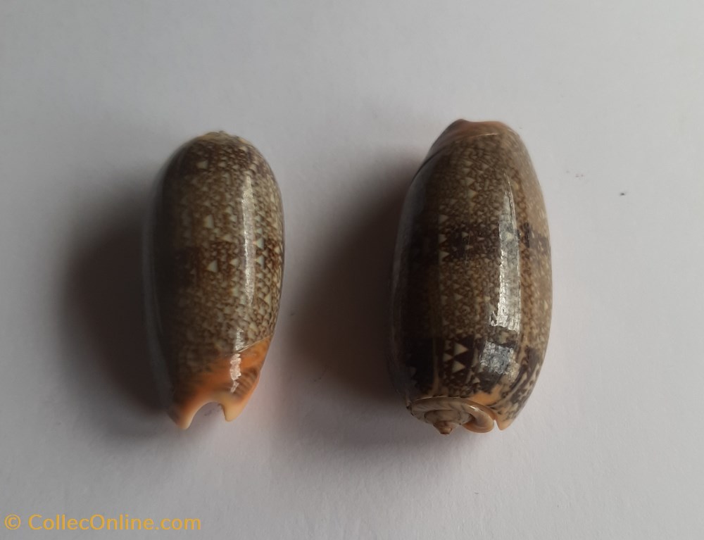 Oliva reticulata conchas y fosiles gastropoda oliva reticulata