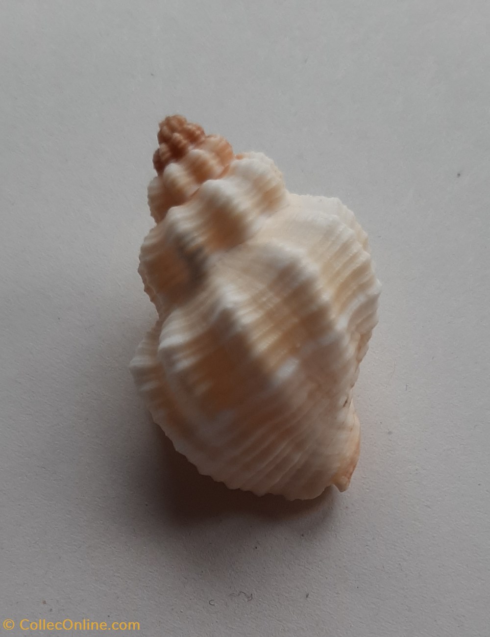 Cantharus tranquebaricus conchas y fosiles gastropoda cantharus tranquebaricus