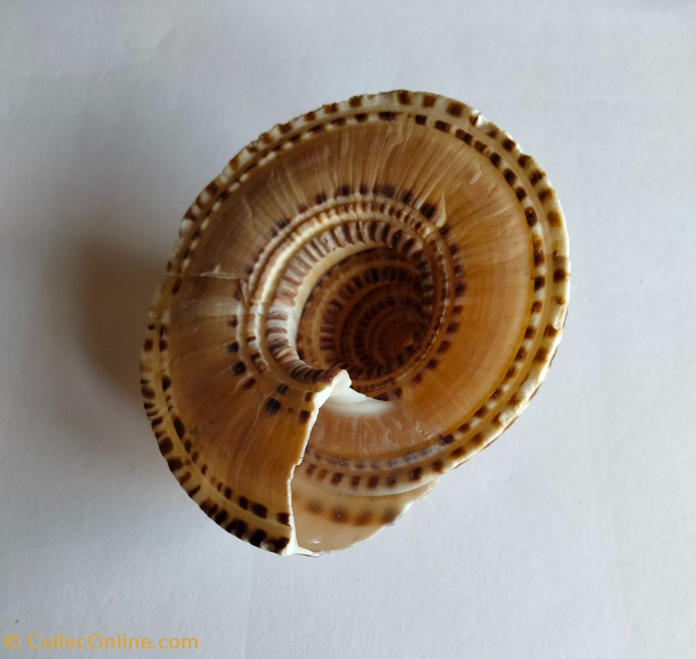Architectonica trochelaris conchas y fosiles gastropoda architectonica trochelaris