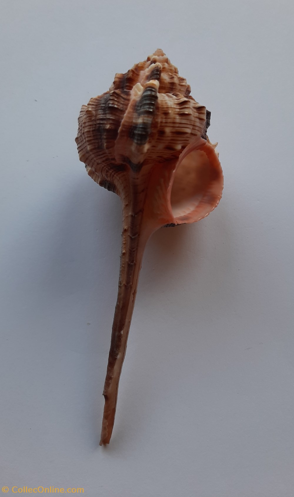conchas y fosiles gastropoda haustellum haustellum