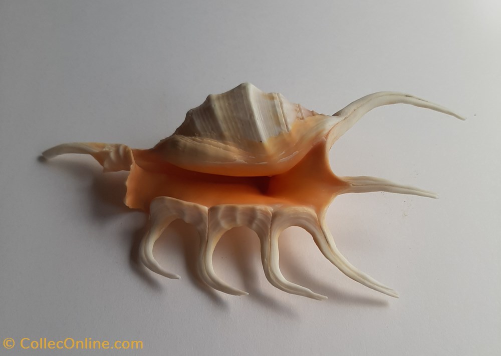 Lambis crocata conchas y fosiles gastropoda lambis crocata
