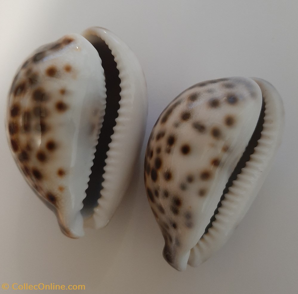 Cypraea Tigris conchas fosiles gastropoda cypraea tigris