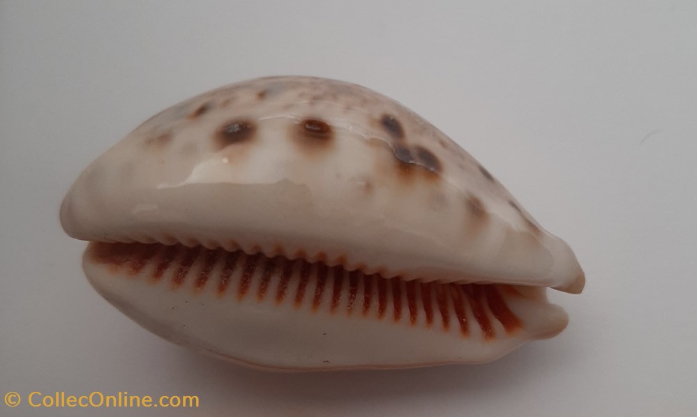 conchas fosiles gastropoda cypraea linx