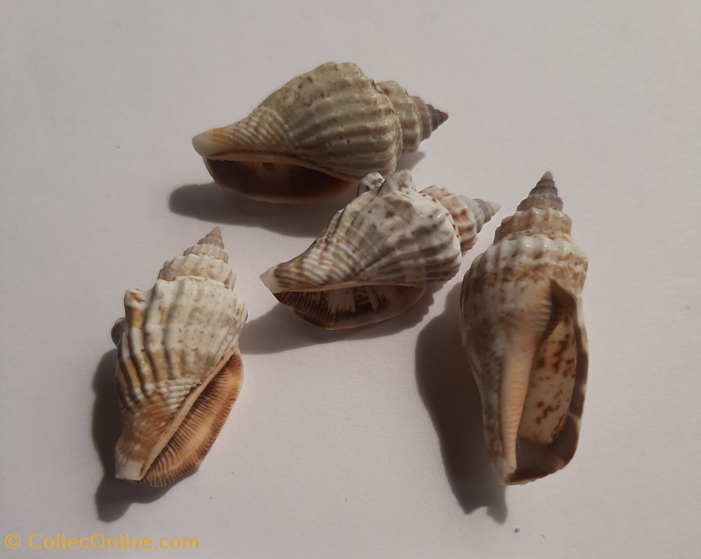 Strombus labiatus conchas y fosiles gastropoda strombus labiatus