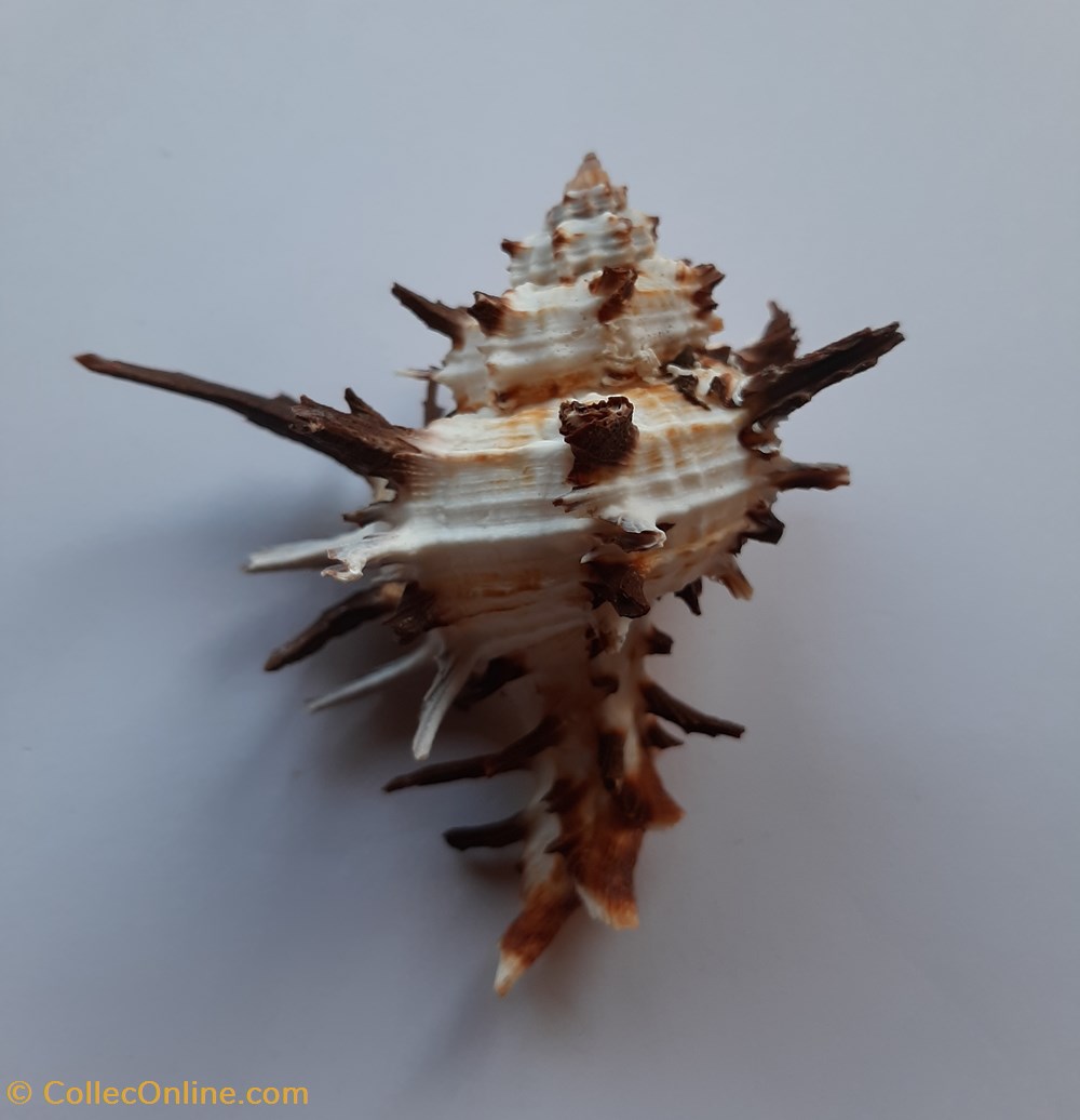 conchas y fosiles gastropoda hexaplex cichoreus