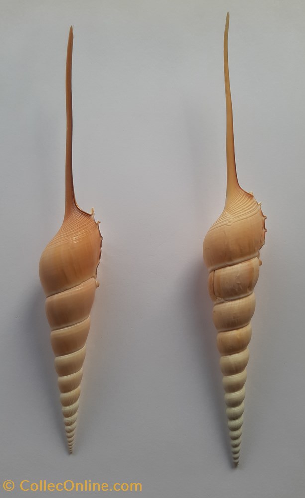 Tibia Fusus Fusus conchas y fosiles gastropoda tibia fusus fusus