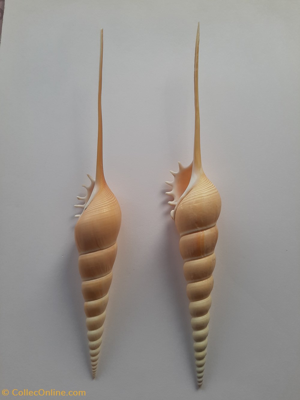 Tibia Fusus conchas y fosiles gastropoda tibia fusus