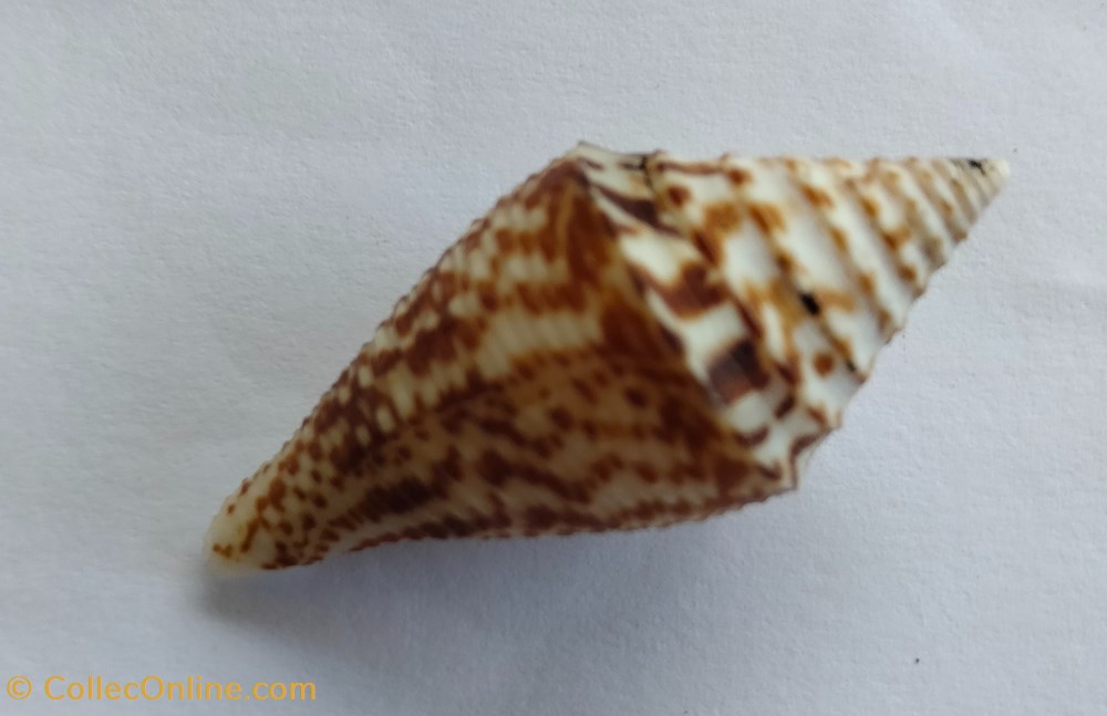 conchas y fosiles gastropoda conus australis