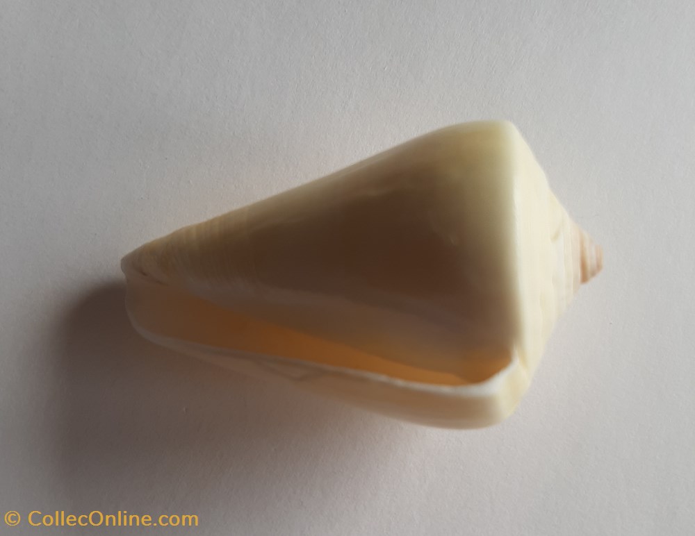 Conus quercinus conchas y fosiles conus quercinus